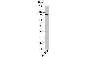 Western blot testing of mouse samples with LSD1 / KDM1 antibody at 0. (LSD1 Antikörper  (N-Term))