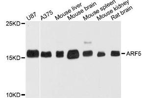 Western blot analysis of extract of various cells, using ARF5 antibody. (ARF5 Antikörper)