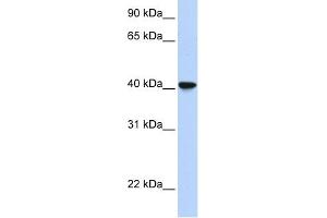 SIGLEC6 antibody used at 1 ug/ml to detect target protein.