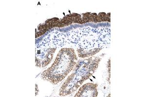 Immunohistochemical staining (Formalin-fixed paraffin-embedded sections) of human spermatophore (A) and human intestine (B) with AEBP1 polyclonal antibody  at 4-8 ug/mL working concentration. (AEBP1 Antikörper  (N-Term))