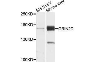 Western blot analysis of extracts of SH-SYS5Y and mouse liver cells, using GRIN2D antibody. (GRIN2D Antikörper)