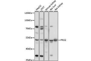 Western blot analysis of extracts of various cell lines, using PROZ antibody (ABIN7269713) at 1:1000 dilution.