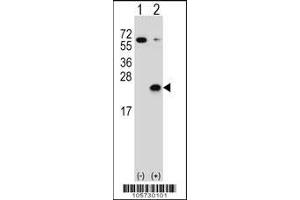 Western blot analysis of DUSP3 using rabbit polyclonal DUSP3 Antibody (C171) using 293 cell lysates (2 ug/lane) either nontransfected (Lane 1) or transiently transfected (Lane 2) with the DUSP3 gene.