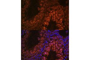 Immunofluorescence analysis of mouse testis using UBQLN3 antibody (ABIN7271123) at dilution of 1:100. (Ubiquilin 3 Antikörper  (AA 306-620))