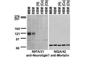 Immunoblot against crude membranes from whole mouse (MBM) or rat (RBM) brain and from human hippocampus [HBM(H)], cerebral cortex [HBM(Cx)] or cerebellum [HBM(Cb)] probed with N97A/31 (left) or N52A/42 (right) TC supe. (Neuroligin 1 Antikörper  (C-Term, Intracellular))
