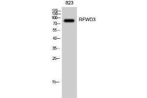 Western Blotting (WB) image for anti-Ring Finger and WD Repeat Domain 3 (RFWD3) (Internal Region) antibody (ABIN3186742) (RFWD3 Antikörper  (Internal Region))