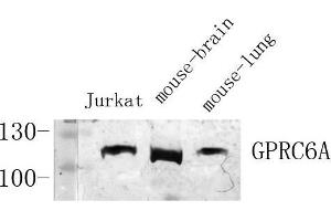 Western Blot (WB) analysis of specific cells using Antibody diluted at 1:1000. (GPRC6A Antikörper  (Internal Region))