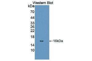 Western Blotting (WB) image for anti-Dopamine Receptor D1 (DRD1) (AA 338-446) antibody (ABIN1867630)