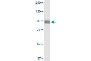 MME MaxPab rabbit polyclonal antibody. (MME Antikörper  (AA 1-750))
