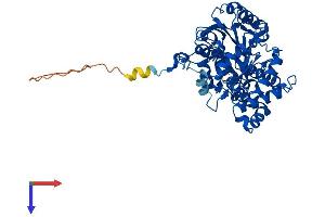 CCBL2 Protein (AA 1-455) (His tag)