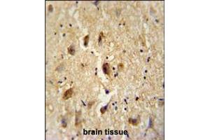 VITRN antibody immunohistochemistry analysis in formalin fixed and paraffin embedded human brain tissue followed by peroxidase conjugation of the secondary antibody and DAB staining. (Vitrin Antikörper  (C-Term))