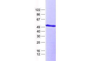 Validation with Western Blot