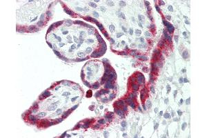 Human Placenta: Formalin-Fixed, Paraffin-Embedded (FFPE). (CD200 Antikörper  (AA 175-224))