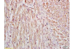 Formalin-fixed and paraffin embedded mouse embryo labeled with Anti-phospho-FSCN1(Ser39) Polyclonal Antibody, Unconjugated (ABIN673011) at 1:200 followed by conjugation to the secondary antibody and DAB staining (Fascin Antikörper  (pSer39))