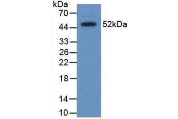 APCS antibody  (AA 23-223)