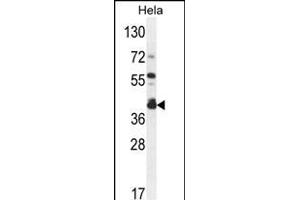 DEGS2 Antibody (C-term) (ABIN654539 and ABIN2844256) western blot analysis in Hela cell line lysates (35 μg/lane). (DEGS2 Antikörper  (C-Term))