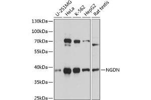 Western blot analysis of extracts of various cell lines, using NGDN antibody  at 1:3000 dilution. (NGDN Antikörper  (AA 61-209))