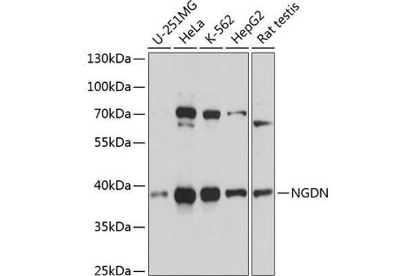 NGDN Antikörper  (AA 61-209)