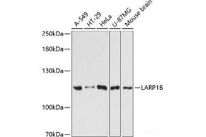 Western blot analysis of extracts of various cell lines using LARP1B Polyclonal Antibody at dilution of 1:3000. (LARP1B Antikörper)