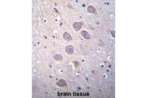 PCDHA5 Antibody (Center) immunohistochemistry analysis in formalin fixed and paraffin embedded human brain tissue followed by peroxidase conjugation of the secondary antibody and DAB staining.