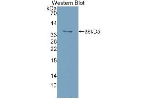 Western blot analysis of recombinant Mouse ISR.