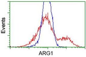HEK293T cells transfected with either RC204649 overexpress plasmid (Red) or empty vector control plasmid (Blue) were immunostained by anti-ARG1 antibody (ABIN2454233), and then analyzed by flow cytometry. (Liver Arginase Antikörper)