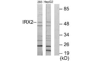 Western Blotting (WB) image for anti-Iroquois Homeobox Protein 2 (IRX2) (Internal Region) antibody (ABIN1849950) (IRX2 Antikörper  (Internal Region))