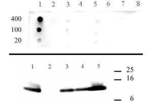 Histone H4 acetyl Lys5 antibody specificity data. (Histone H4 Antikörper  (acLys5))