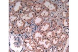 IHC-P analysis of Human Kidney Tissue, with DAB staining. (MAT2A Antikörper  (AA 176-395))