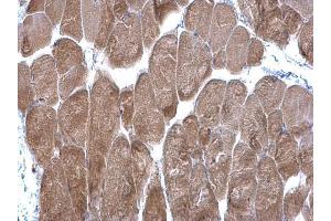 IHC-P Image DPP3 antibody [N2C1], Internal detects DPP3 protein at cytoplasm on mouse muscle by immunohistochemical analysis. (DPP3 Antikörper)