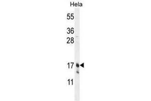 CLDN7 Antibody (C-term) western blot analysis in Hela cell line lysates (35µg/lane). (Claudin 7 Antikörper  (C-Term))