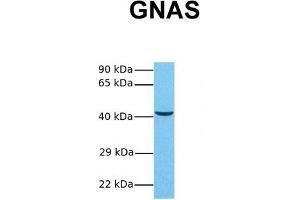 Western Blotting (WB) image for anti-GNAS Complex Locus (GNAS) (N-Term) antibody (ABIN2775543)