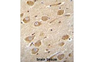 CNGA4 Antibody (N-term) immunohistochemistry analysis in formalin fixed and paraffin embedded human brain tissue followed by peroxidase conjugation of the secondary antibody and DAB staining. (CNGA4 Antikörper  (N-Term))