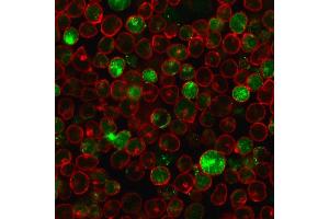 Immunofluorescence staining of MOLT-4 cells using MSH2 Mouse Monoclonal Antibody (MSH2/2622) followed by goat anti-mouse IgG conjugated to CF488 (green). (MSH2 Antikörper  (AA 327-427))