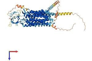 SLCO1B1 Protein (AA 1-691) (His tag)
