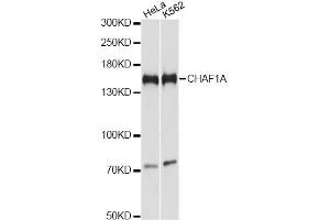 Western blot analysis of extracts of various cell lines, using CHAF1A antibody. (CHAF1A Antikörper)