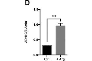 Arg supplementation activates ethanol degradation pathways in HepG2 cells. (ADH1C Antikörper  (AA 1-375))