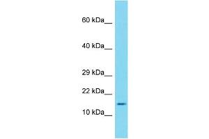 Host:  Rabbit  Target Name:  Saa1  Sample Type:  Mouse Thymus lysates  Antibody Dilution:  2.