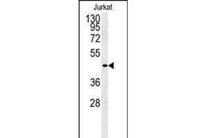 FFAR3 Antikörper  (C-Term)