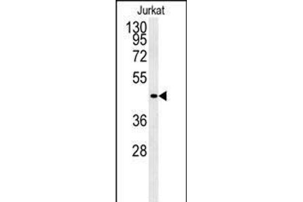 FFAR3 Antikörper  (C-Term)