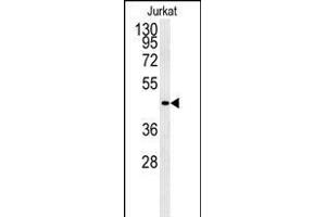 Western blot analysis of FFAR3 Antibody (C-term) (ABIN651415 and ABIN2840225) in Jurkat cell line lysates (35 μg/lane). (FFAR3 Antikörper  (C-Term))