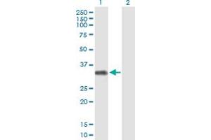 Western Blot analysis of FCRLB expression in transfected 293T cell line by FCRLB MaxPab polyclonal antibody.
