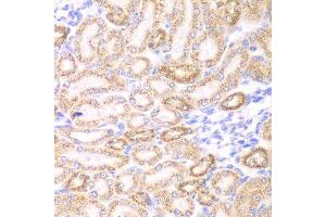 Immunohistochemistry of paraffin-embedded rat kidney using GOT1 antibody at dilution of 1:200 (400x lens). (GOT1 Antikörper)