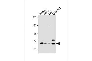 All lanes : Anti-hSPHK2- at 1:1000 dilution Lane 1: HepG2 whole cell lysate Lane 2: A549 whole cell lysate Lane 3: 293 whole cell lysate Lane 4: U-87 MG whole cell lysate Lysates/proteins at 20 μg per lane. (SPHK2 Antikörper  (C-Term))