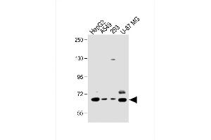SPHK2 Antikörper  (C-Term)