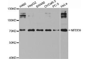 Western blot analysis of extracts of various cell lines, using NEDD9 antibody (ABIN5971353) at 1/1000 dilution. (NEDD9 Antikörper)