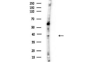 anti-Replication Factor C (Activator 1) 3, 38kDa (RFC3) (N-Term) antibody