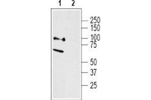 Western Blotting (WB) image for anti-Neurotensin Receptor 2 (NTSR2) (AA 377-392), (Intracellular) antibody (ABIN7043384)