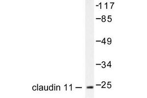 Image no. 1 for anti-Claudin 11 (CLDN11) antibody (ABIN265360) (Claudin 11 Antikörper)