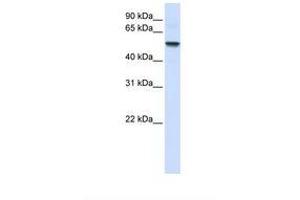 Image no. 1 for anti-Ectonucleoside Triphosphate diphosphohydrolase 8 (ENTPD8) (AA 110-159) antibody (ABIN6739185) (ENTPD8 Antikörper  (AA 110-159))